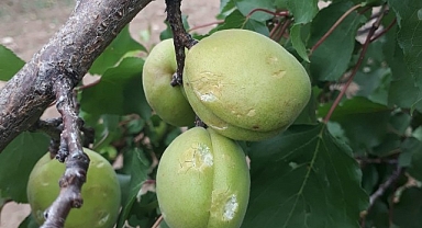 Dolunun vurduğu kayısıda zarar büyük