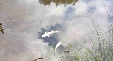 Malatya'da esrarengiz balık ölümleri