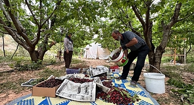 Yeşilyurt'ta 'Dalbastı Kirazı'nda hasat zamanı