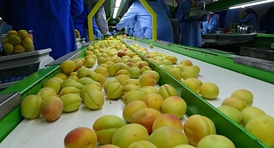 Avrupa'nın yaş kayısısı Malatya'dan