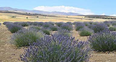 Arguvan'da lavanta hasadı için gün sayılıyor