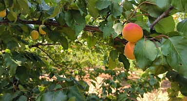 Malatya'da kayısı hasadı sürüyor