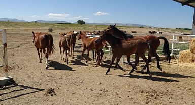 Milyonluk taylar görücüye çıkıyor