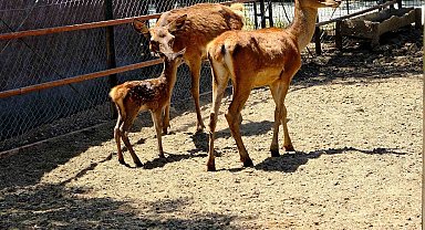 Malatya Hayvanat Bahçesini bugüne kadar 1 milyon kişi gezdi