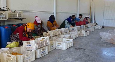 Mevsimlik tarım işçilerinin kayısı mesaisi sürüyor