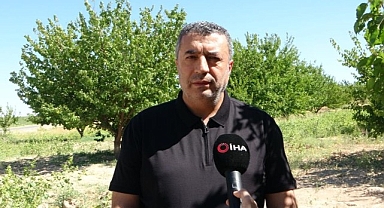 Depremin vurduğu Malatya'da kayısı yüz güldürüyor