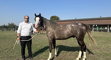 Milyonluk taylar görücüye çıkmaya hazırlanıyor