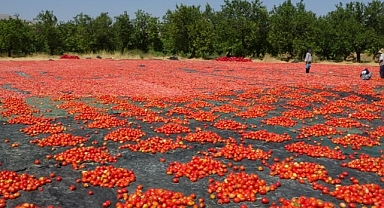 Yüzlerce dönüm arazide kurutulmuş domatesler ihrac ediliyor