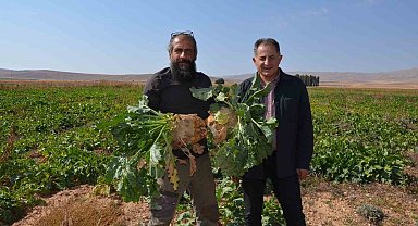 Şeker pancarında verim yüz güldürdü