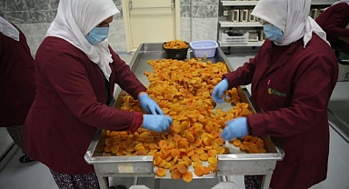 Depremin vurduğu Malatya'da kayısı yüz güldürdü