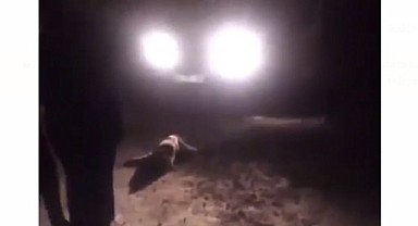 Malatya'da 20'ye Yakın Köpek Zehirlenerek Öldürüldü