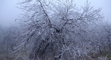 Malatya'da kırağı ağaçları ve bitkileri beyaza bürüdü