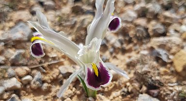 Malatya'da Nevruz Çiçekleri açtı