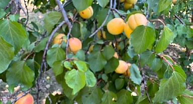 Malatya'da 'sarı altın' hasadı başladı