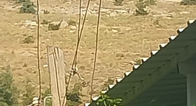 Fırat EDAŞ; Başvuru Yapıldığı İddiaları Doğru Değil