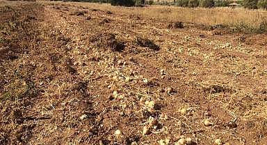 Malatya'da üretilen soğanlar Avrupa'ya ihraç ediliyor