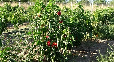 ABD'nin kapya biberi Malatya'dan