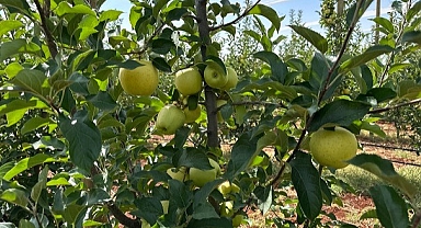 Doğanşehir'de elma hasadı başladı
