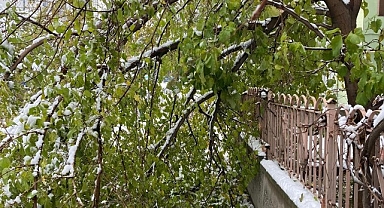 Kar yağışına dayanamayan ağaç dalları kırılarak devrildi