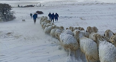 Malatya'da yaklaşık 100 küçükbaş donarak hayvan telef oldu