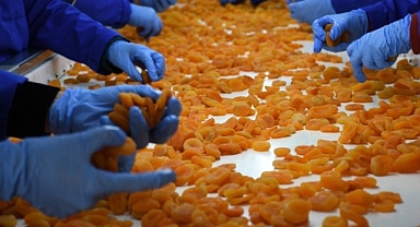 Kuru kayısıda 11 ayda 370 milyon dolar gelir elde edildi