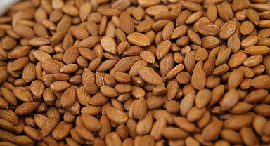 Malatya'da kayısı çekirdeği ihracatından 12 milyon dolar gelir