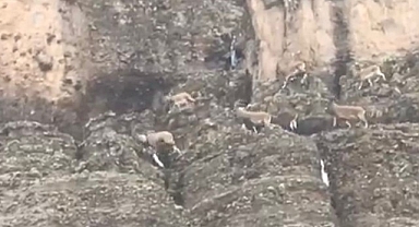 Malatya'da sürü halindeki yaban keçileri görüntülendi