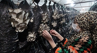 Malatyalı girişimci, serasında ayda 6 ton istiridye mantarı üretiyor