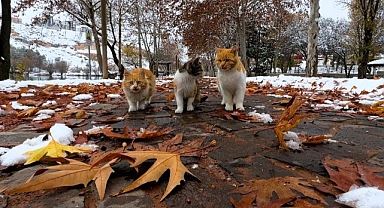 Soğuk havalarda vatandaşlara 'sokaktaki canları unutmayın' çağrısı