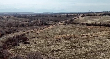 Malatya'da yaban domuzları ekili arazilere zarar verdi