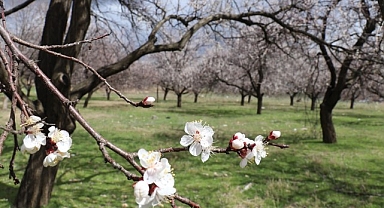 Kayısı üreticilerine ilkbahar dönemi uyarısı