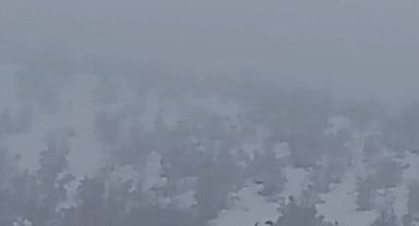 Malatya'da aç kalan domuzlar köye indi