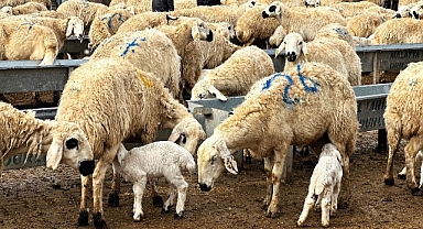 Malatya'da baharın habercisi kuzuların doğumları başladı