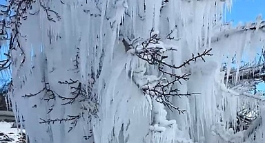 Malatya'da kayısı ağaçları buz kesti