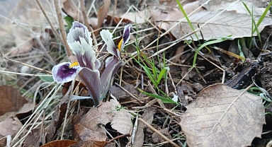 Pütürge'de nevruz ve badem ağaçları çiçek açtı