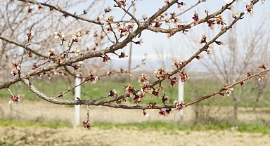 Zirai dondan etkilenen kayısıda zarar büyük