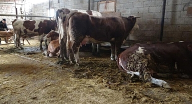 Battalgazi'de onlarca büyükbaş hayvan akıma kapıldı