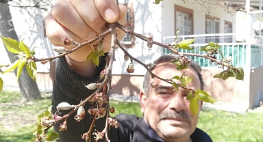 Darende ilçesinde de kayısı da zarar büyük
