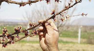 Dondan etkilenen kayısıda hasar tespit çalışmaları başladı