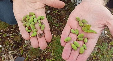 Malatya'da kayısı üreticilerine doludan korunma yöntemleri uyarısı