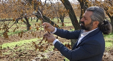 Malatya'da zirai dondan etkilenen ağaçlar için uzmanlardan önemli uyarı