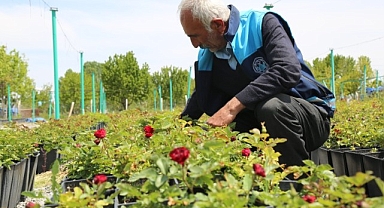 Battalgazi'nin park ve bahçeleri kendi ürettiği çiçeklerle güzelleşiyor