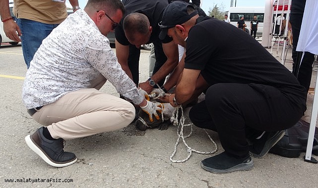 Malatya'da etkinlikte pitbull dehşeti: Bir kadın yaralandı