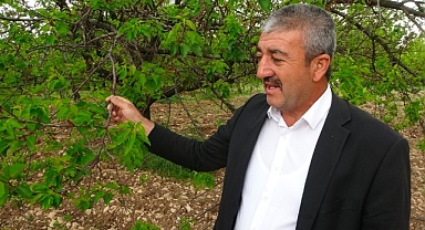 Malatya'da kayısı ağaçları yeniden yeşerdi