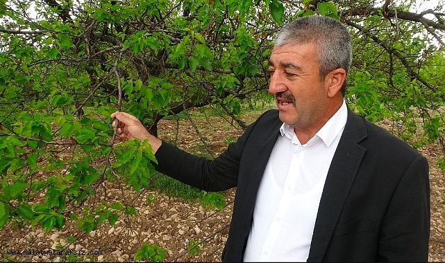 Malatya'da kayısı ağaçları yeniden yeşerdi