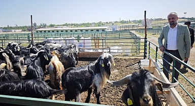 Malatya'da Kurban Pazarı hareketlendi ancak satışlar durgun