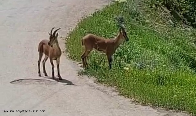 Malatya'da, yaban keçileri kayısı bahçesine indi