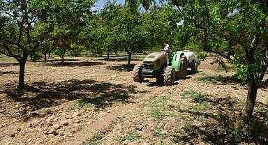 Malatya'da yeniden yeşeren kayısı ağaçları çiftçileri umutlandırdı