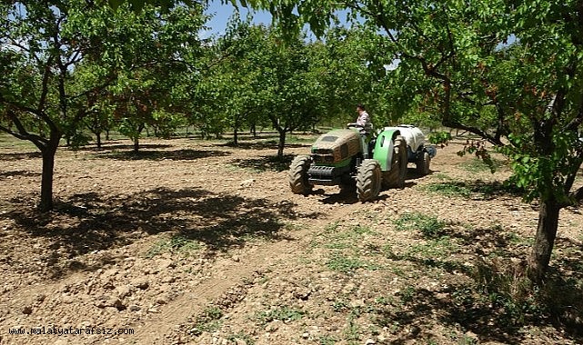 Malatya'da yeniden yeşeren kayısı ağaçları çiftçileri umutlandırdı