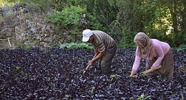 Arapgir, endemik bitkiler ve aromaterapi kongresine ev sahipliği yapacak